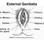 Female genitalia diagram