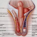 Female genitalia diagram