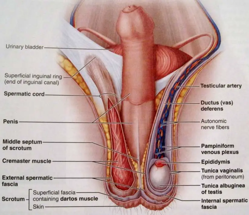 Female genitalia diagram
