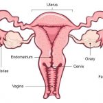 Female reproductive system diagram