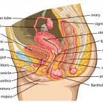 Female reproductive system diagram