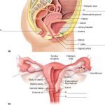 Female reproductive system diagram