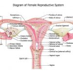 Female reproductive system diagram