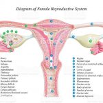 Female reproductive system diagram