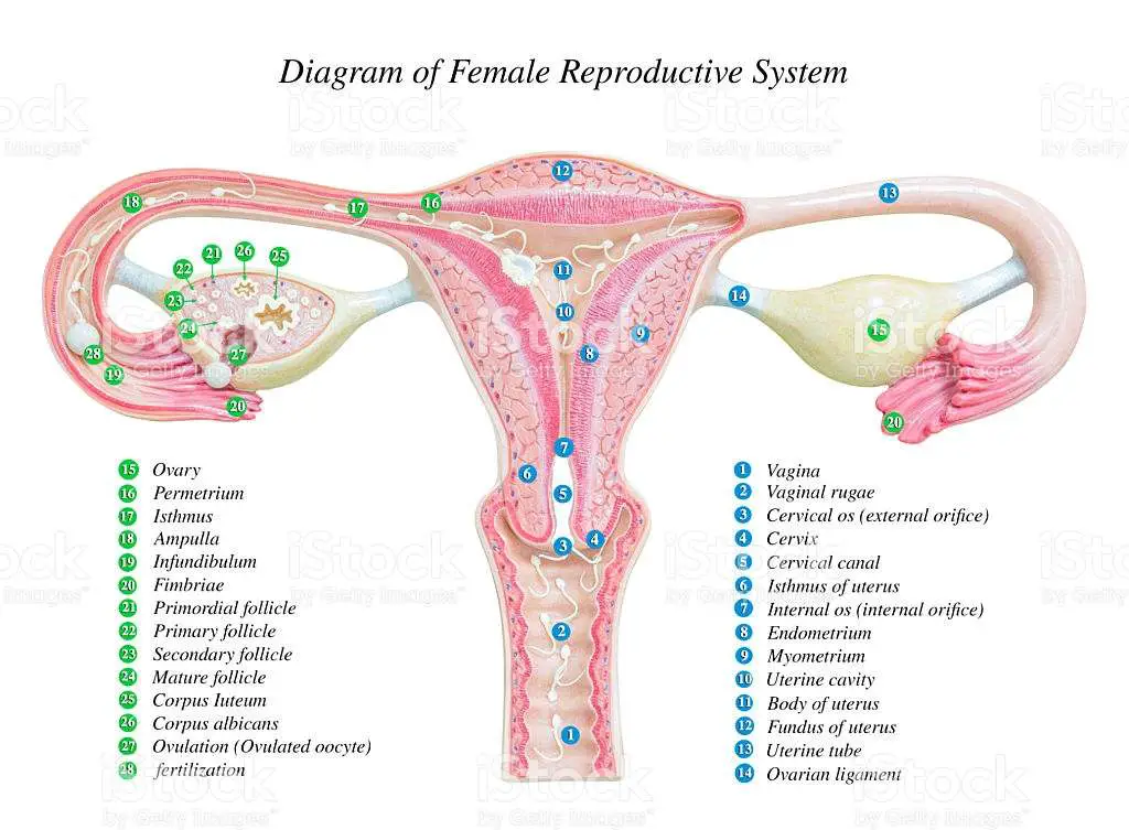 Female reproductive system diagram