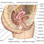 Female reproductive system diagram