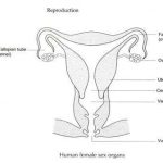 Female reproductive system diagram