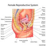 Female reproductive system diagram