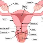 Female reproductive system diagram