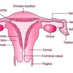 Female reproductive system diagram