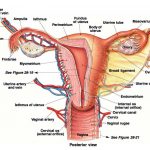 Female reproductive system diagram