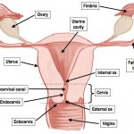 Female reproductive system diagram