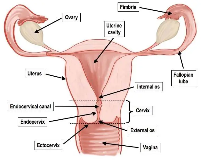 Female reproductive system diagram