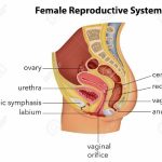 Female reproductive system diagram labeled