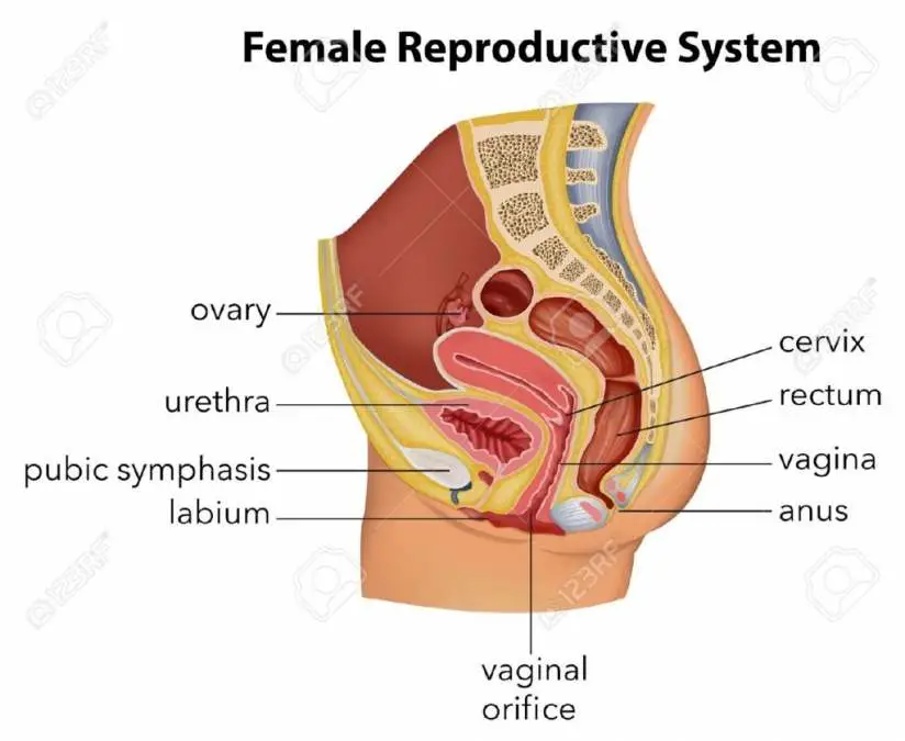 Female reproductive system diagram labeled