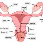 Female reproductive system diagram labeled