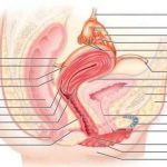 Female reproductive system diagram labeled