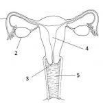 Female reproductive system diagram labeled