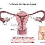 Female reproductive system diagram labeled