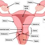 Female reproductive system diagram labeled