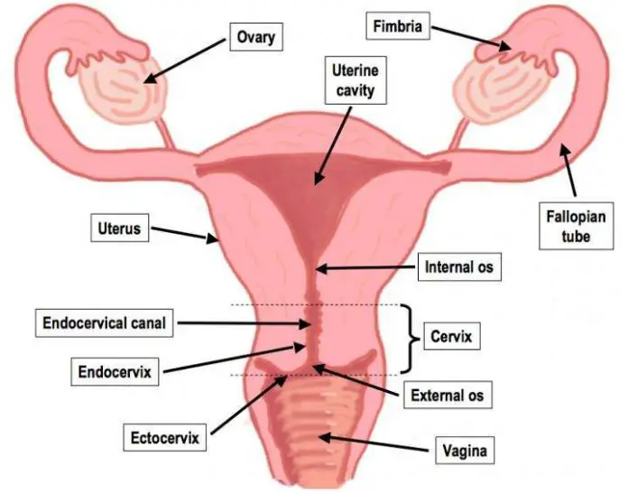 Female Reproductive System Diagram Labeled 