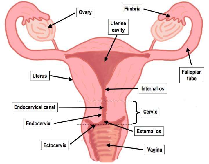 Female reproductive system diagram labeled | Healthiack