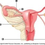 Female reproductive system diagram labeled