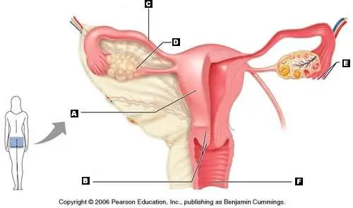 Female reproductive system diagram labeled
