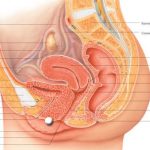 Female reproductive system diagram labeled