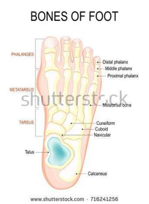 Foot diagram