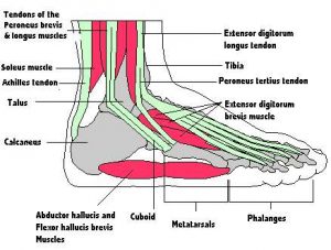 foot structure diagram