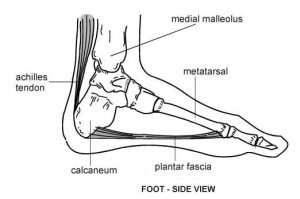 Foot diagram