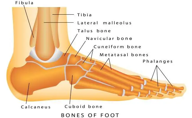 Foot diagram