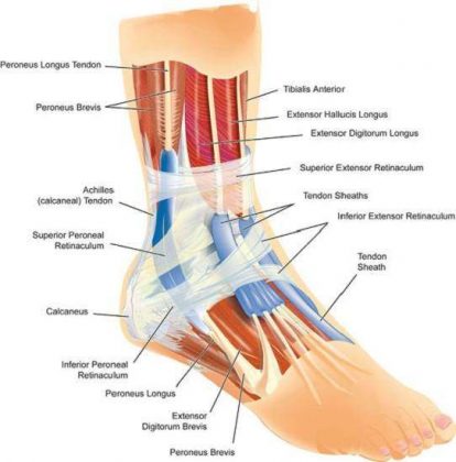 Foot diagram