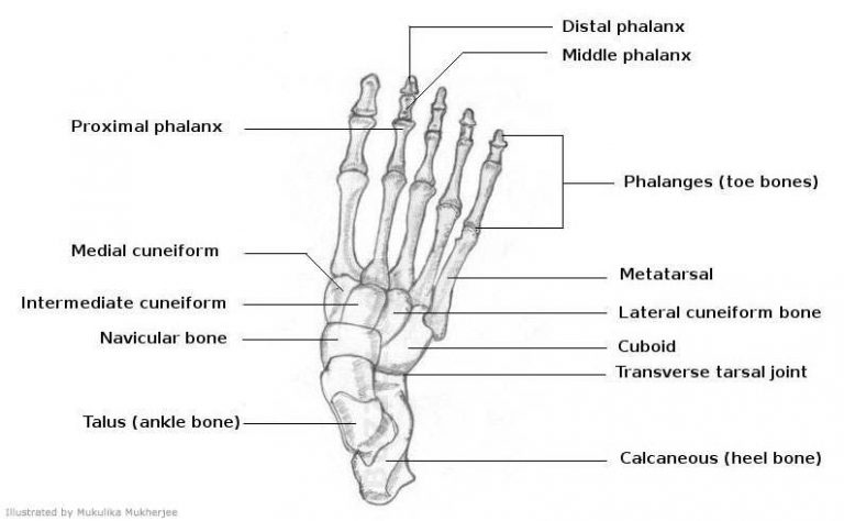 Foot diagram