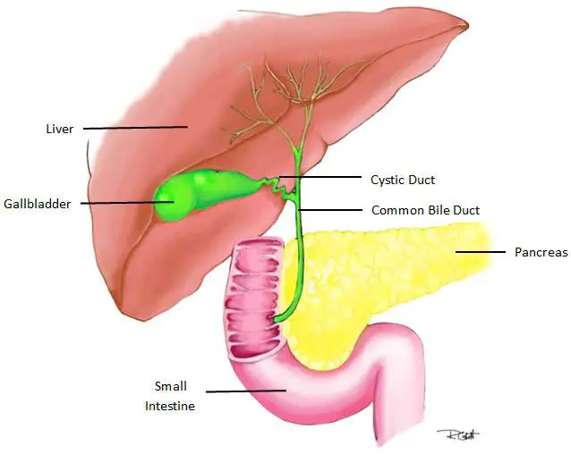 Gallbladder diagram