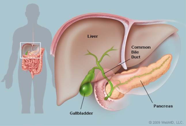 Gallbladder diagram