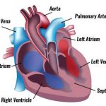 Heart diagram