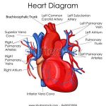 Heart diagram