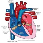 Heart diagram