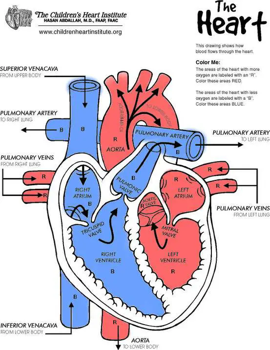 Heart diagram