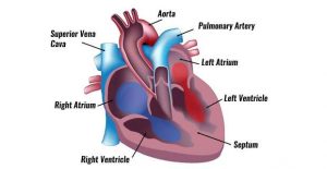 Heart diagram