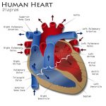 Heart diagram