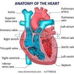 Heart diagram