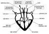 Heart easy diagram
