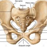 Hip diagram