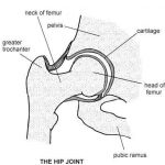 Hip diagram