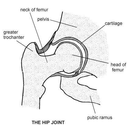 Hip diagram