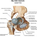 Hip diagram