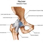 Hip diagram